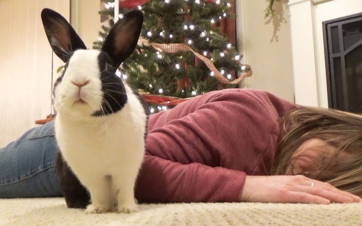 笑死了:在兔兔面前装死,兔兔会有什么反应?@油兔不二字幕组