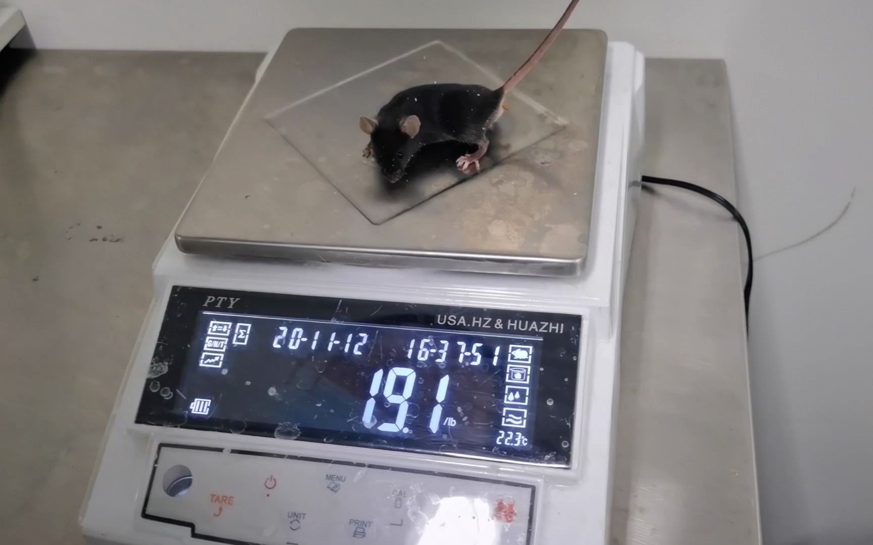 10-彭茜-气管滴注法建立小鼠肺损伤模型