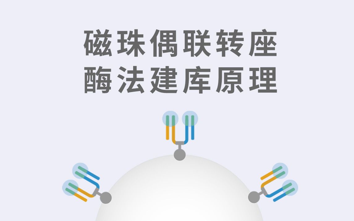 磁珠偶联转座酶法建库原理哔哩哔哩bilibili