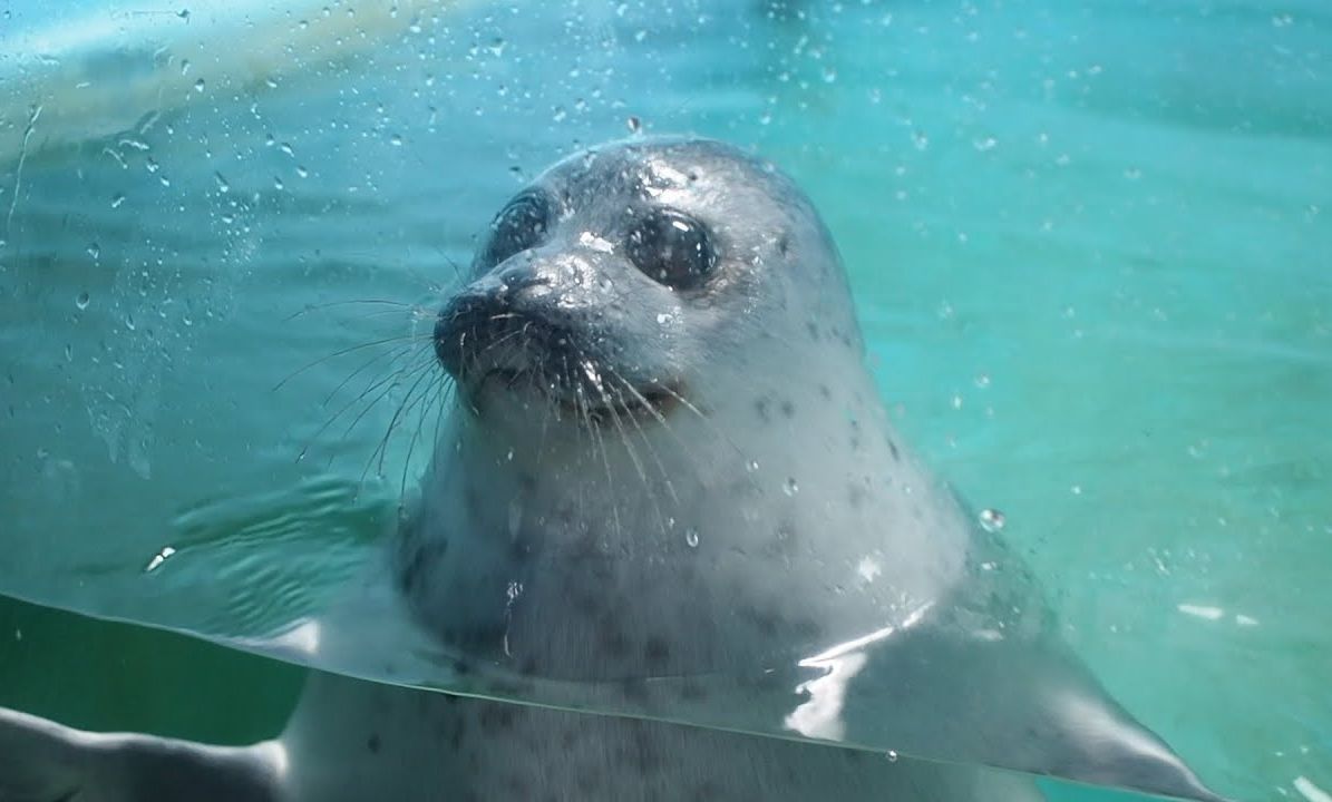 小樽水族馆 和两脚兽玩耍的海豹lulu和pise哔哩哔哩bilibili