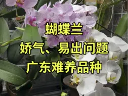 Download Video: 蝴蝶兰【娇气、容易烂、不耐热耐寒】广东难养品种