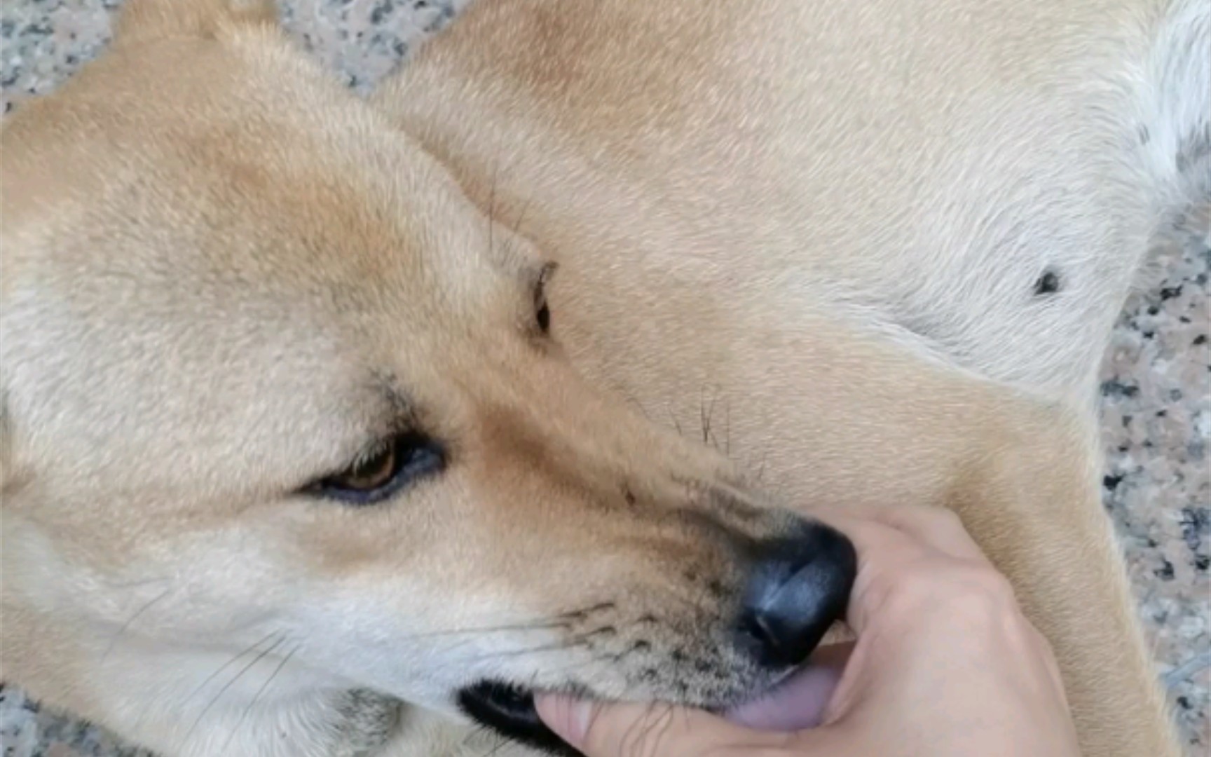 犬牙交错是真的_哔哩哔哩_bilibili