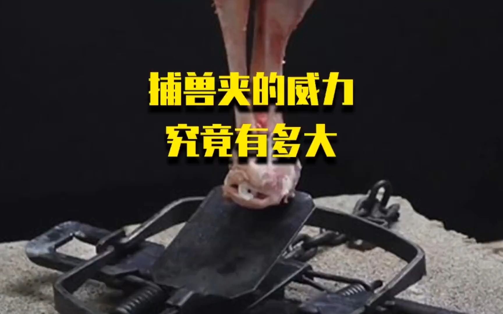 捕兽夹的威力究竟有多大?如果不小心踩到捕兽夹会发生什么?