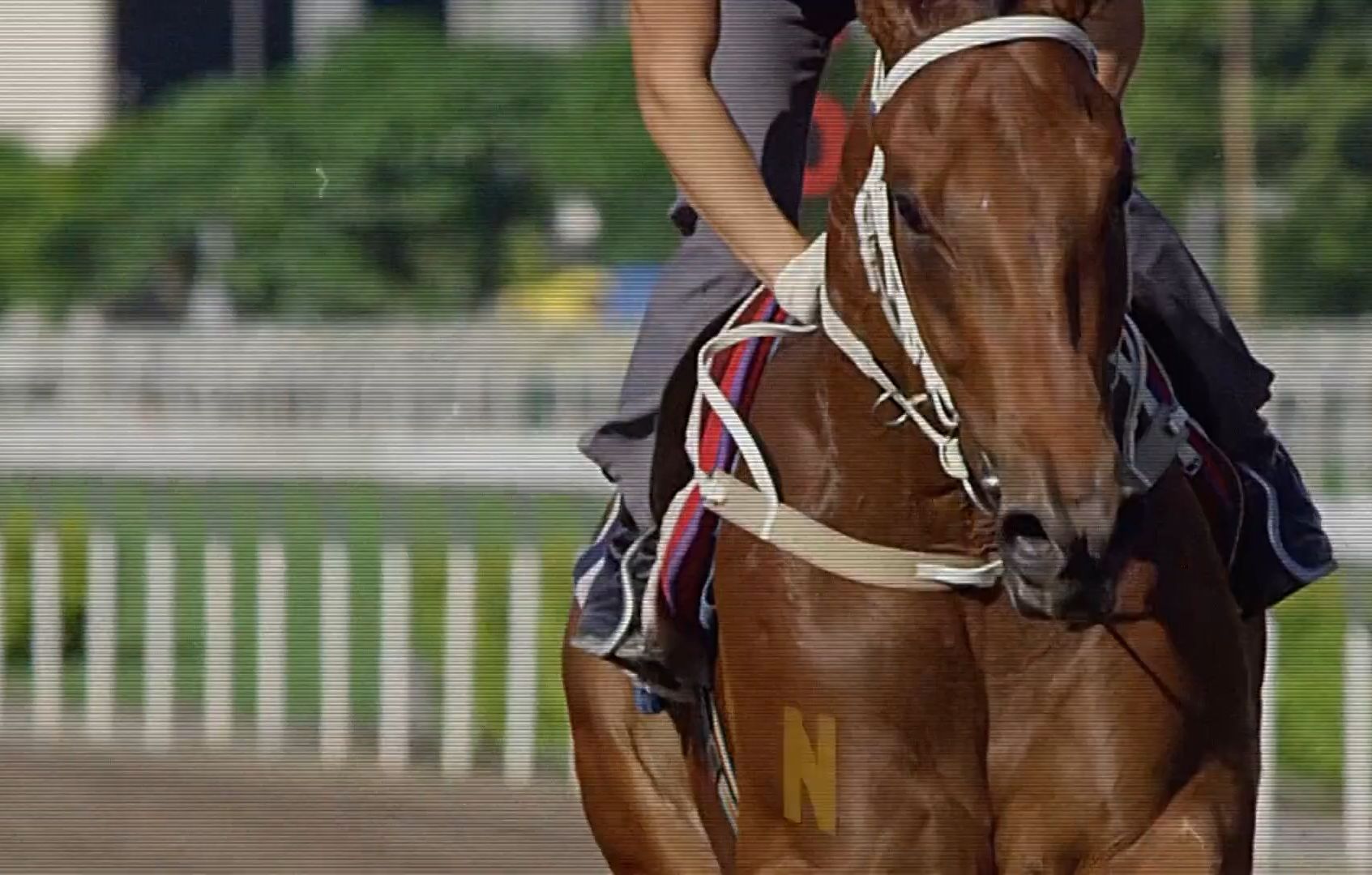 香港赛马会正版图片