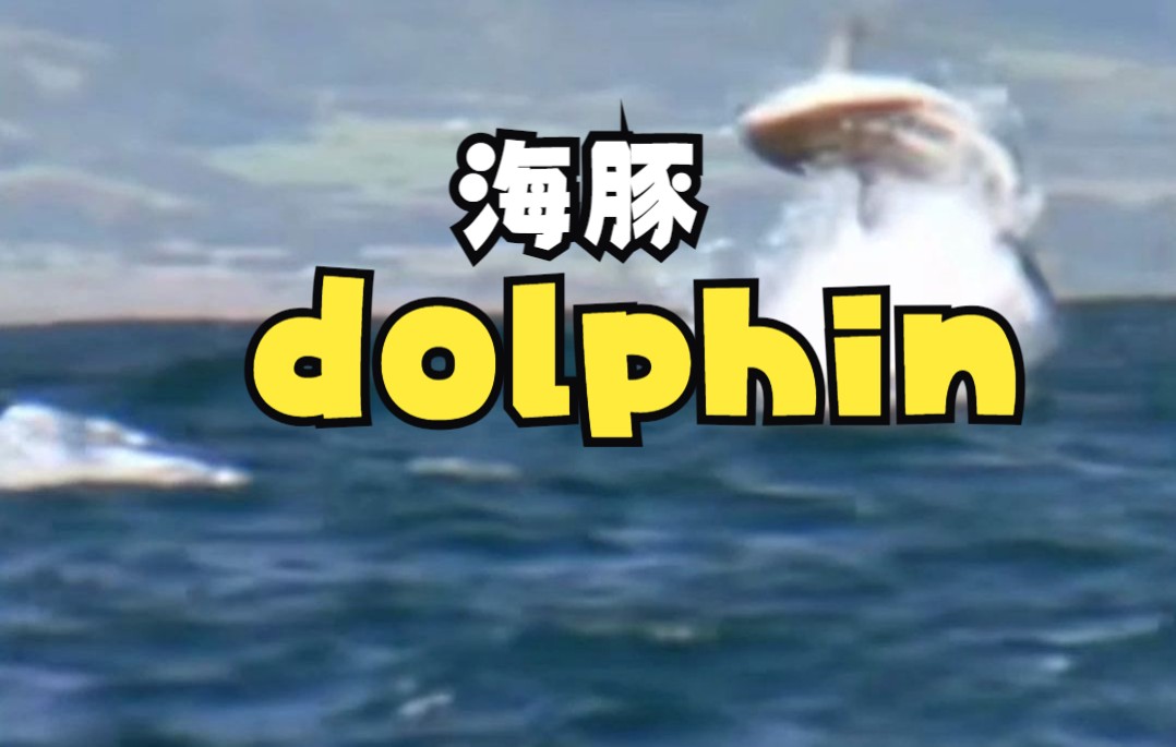 【英语四六级】dolphin 海豚哔哩哔哩bilibili