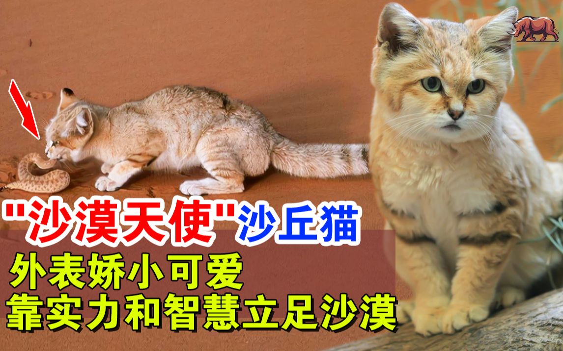 [图]“沙漠天使”沙丘猫：娇小可爱呆萌，靠实力和智慧立足沙漠，是出色的猎手，靠吃毒蛇，可以30天不喝水！但不适合当宠物！