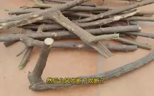 下载视频: 家庭版扦插三角梅方法，这样操作成活率高到你难以想象