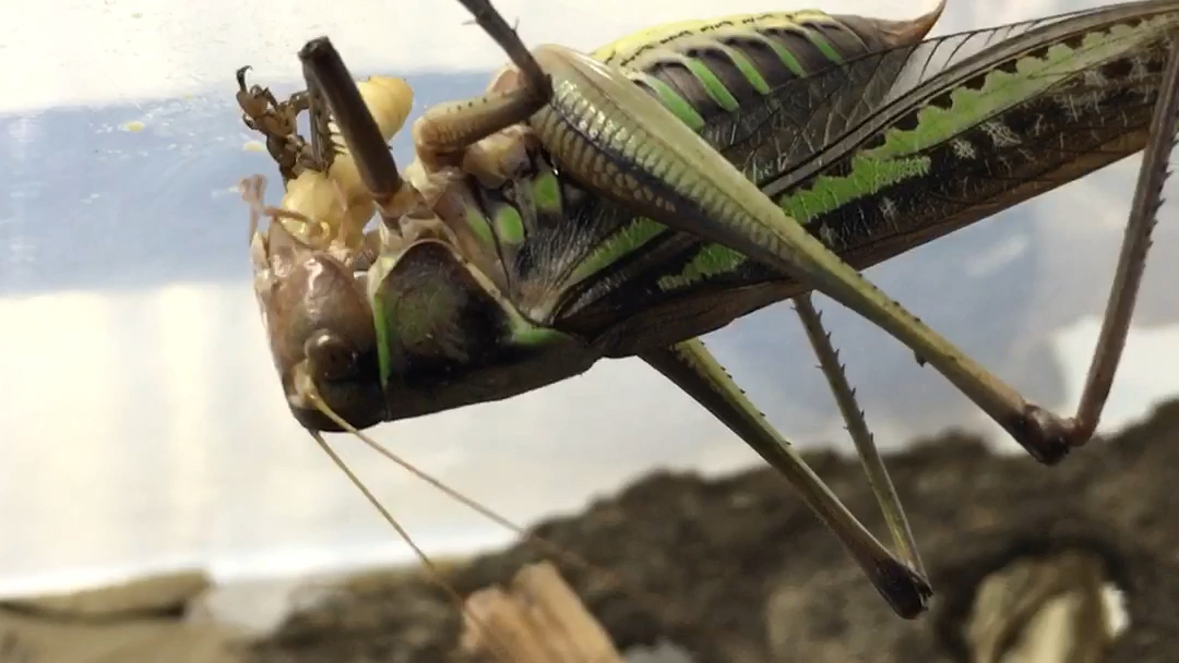 蝈蝈暗褐蝈螽啃面包虫蛹