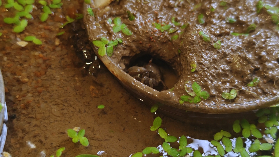 辣椒蟹缸重新造景一周后