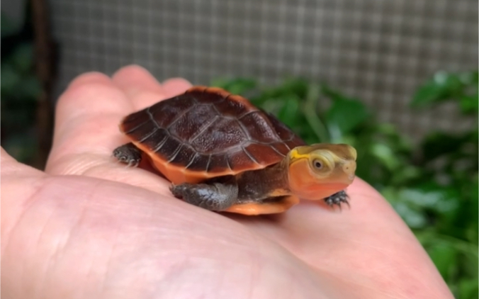 中国本土国龟,安缘龟