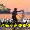 陡水湖发现"千年鱼",行踪诡秘难捕捉,专家出马解开其中奥秘_哔哩哔哩