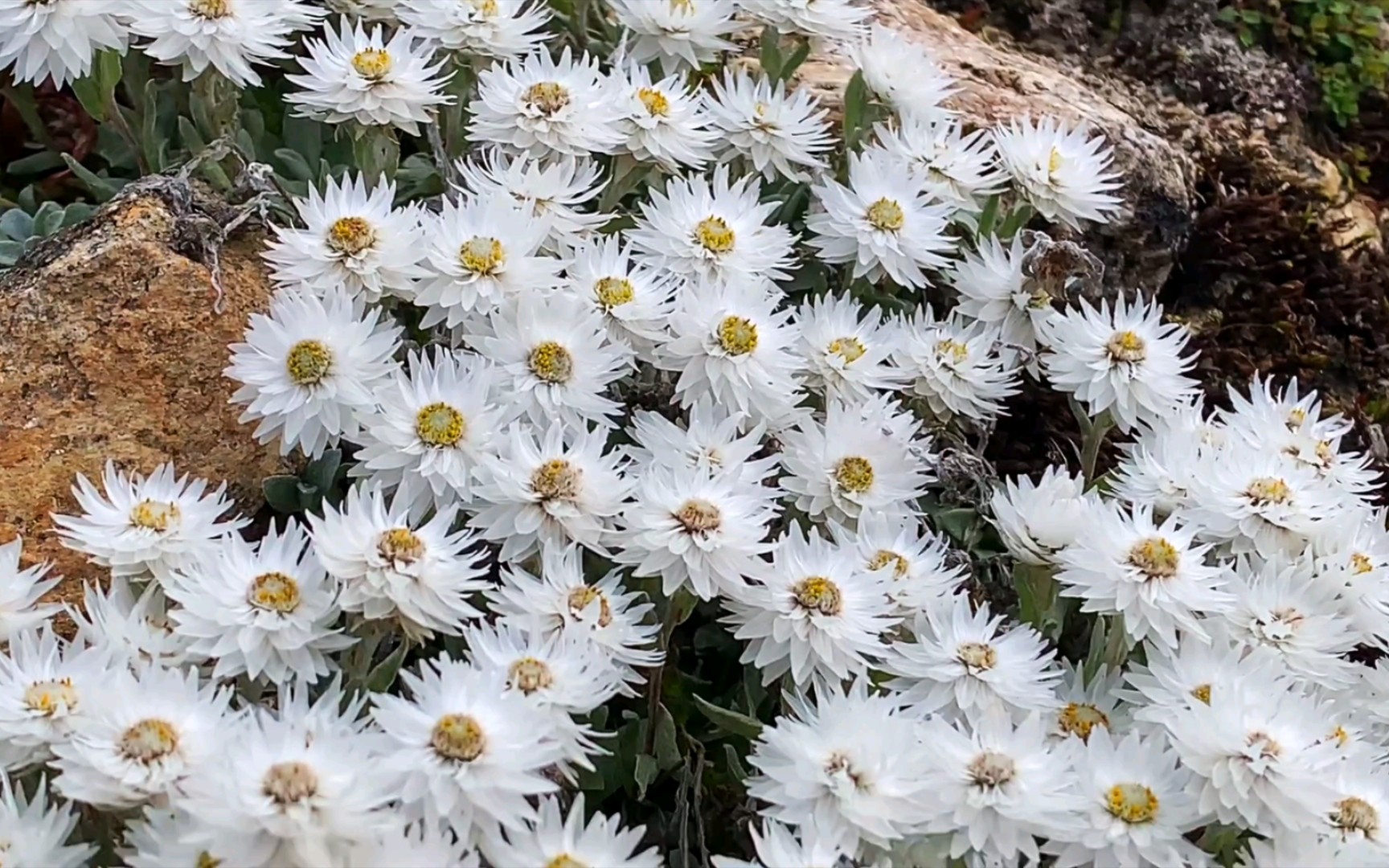 尼泊尔香青,好看不,一个不喜欢剪辑的up主,多多包涵,中午直播给朋友的