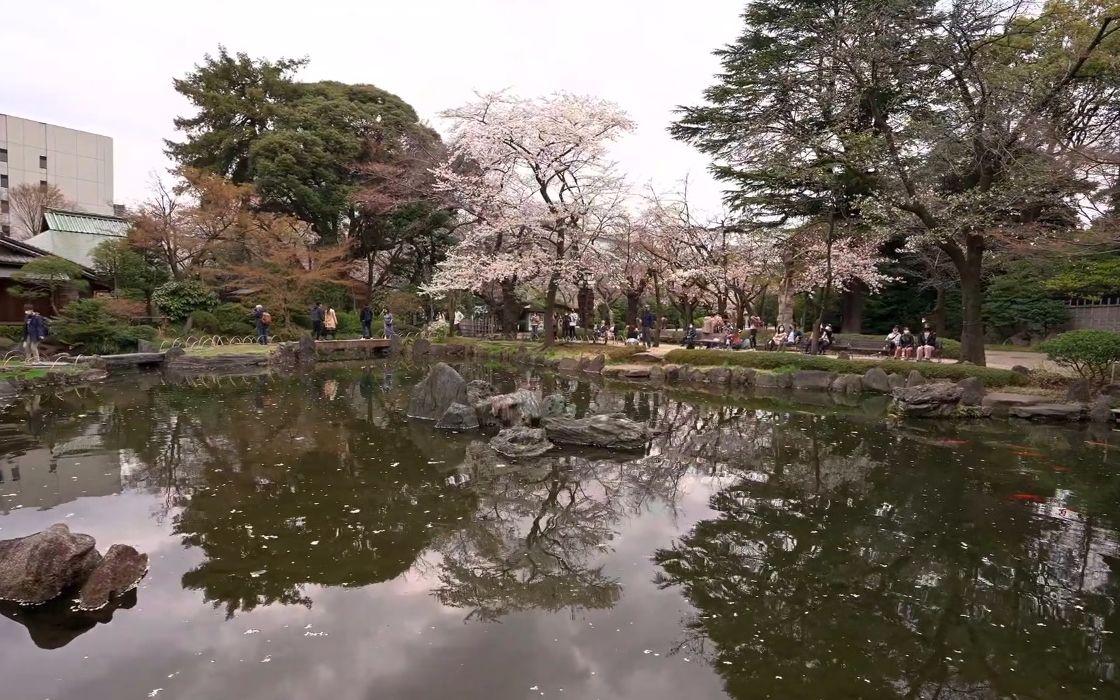 [图]【超清日本】漫步东京樱花之旅 千鸟之渊 北之丸公园 (2021.4拍摄,1080P高清版) 2021.5