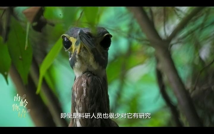 海南虎斑鳽哔哩哔哩bilibili