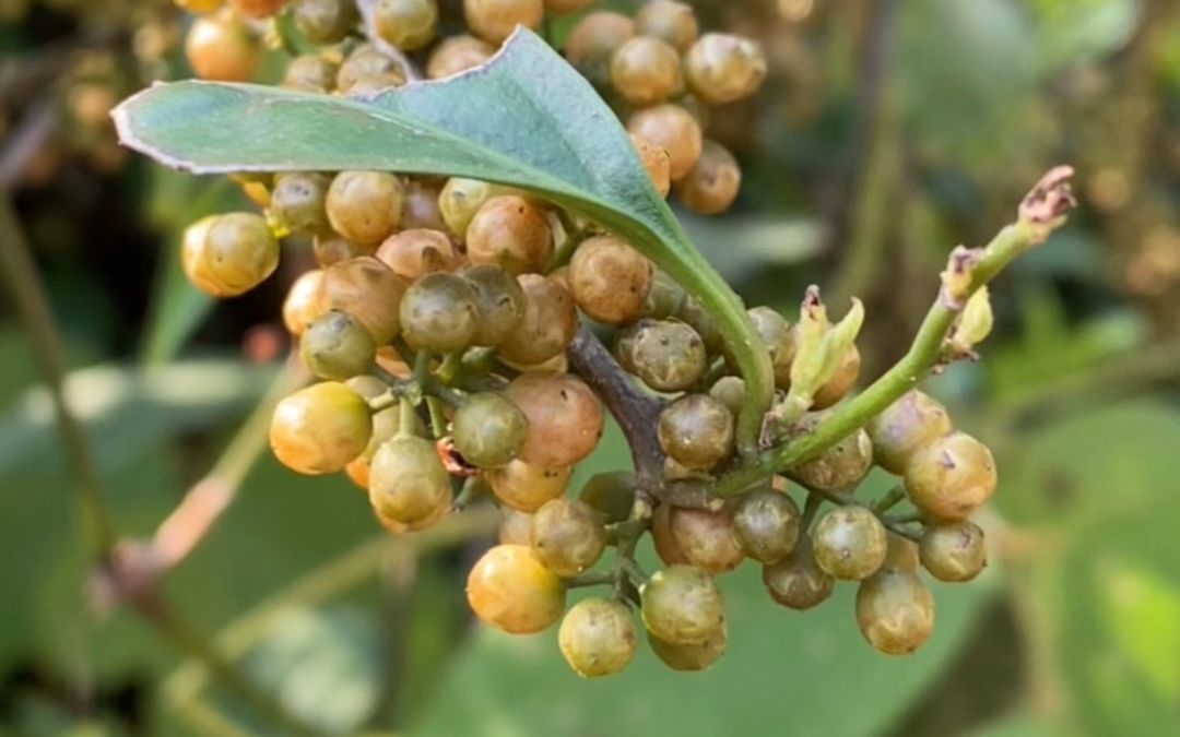 杜茎山也叫野胡椒,你知道它的用途吗?