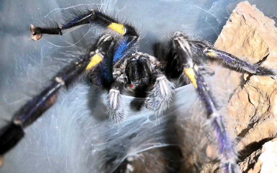 包子的繁殖系列精壮公蛛性欲旺盛在线织摇篮蓝宝石成体公蜘蛛织精网全