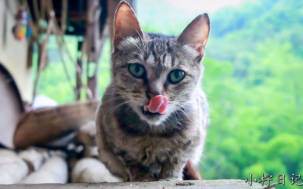 农村狸花猫,长一对天线耳朵,很难撸但猫粮吃得嘎嘣脆