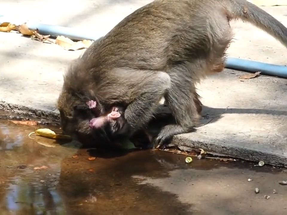 母猴 搞笑图片