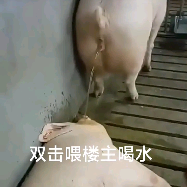 搞笑的老母猪