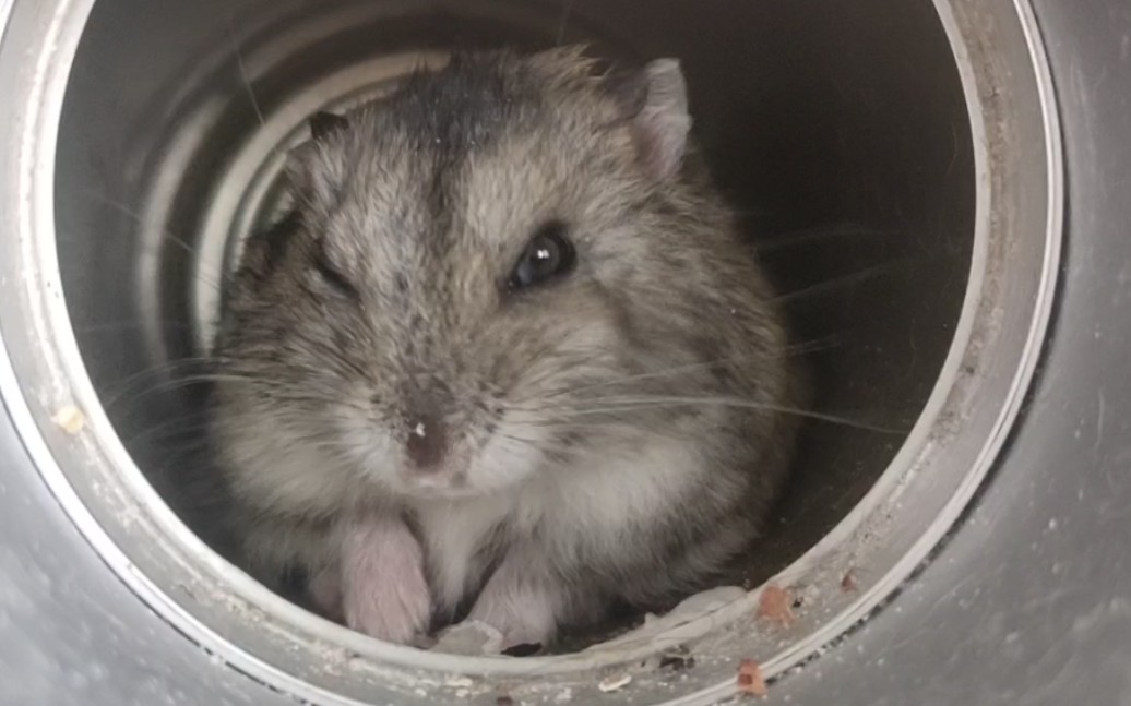 鼠鼠你怎么变成独眼龙了!