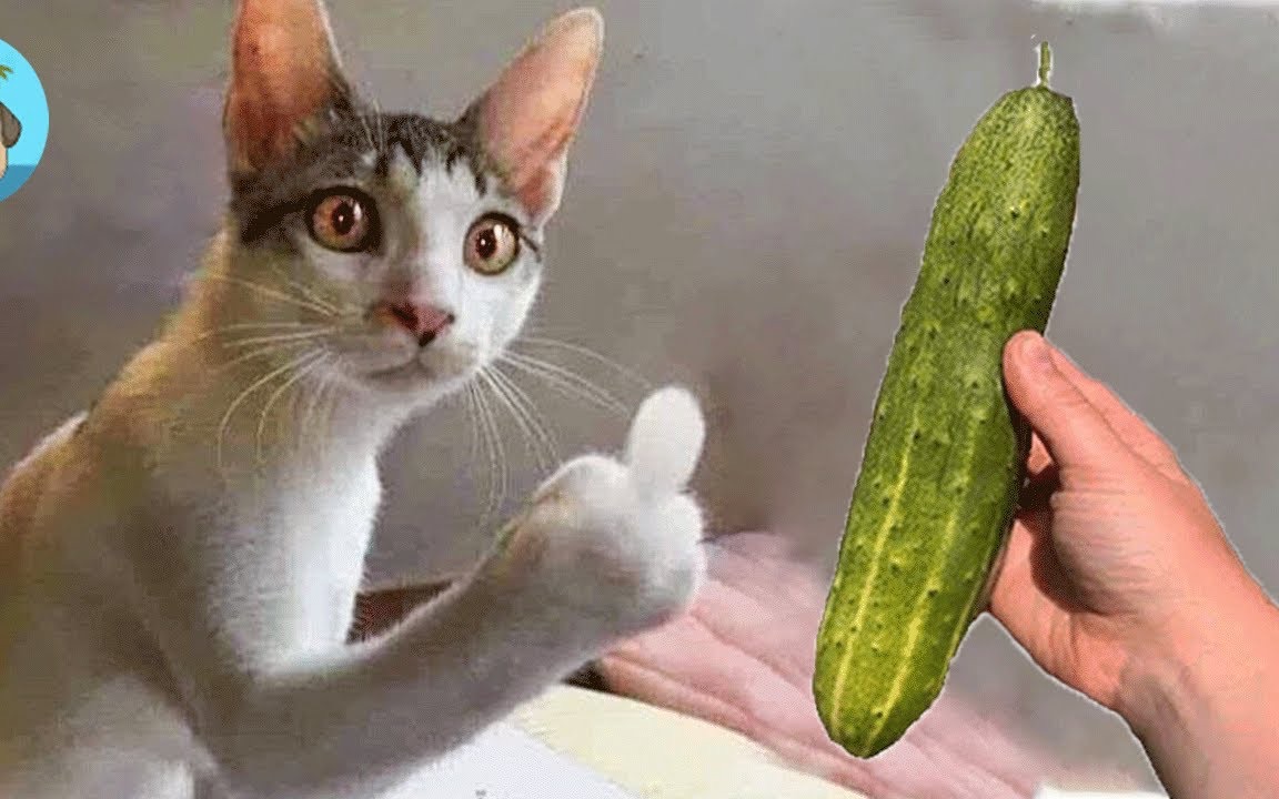 【宠物搞笑视频】盘点国外那些宠物的迷惑行为|萌宠大联盟