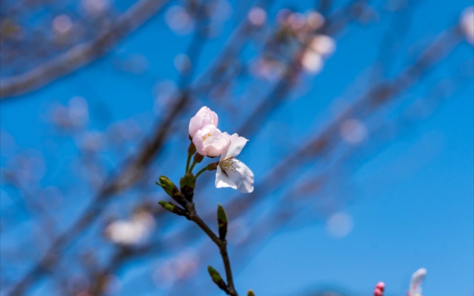 [图]来自两年前盛开的那朵樱花