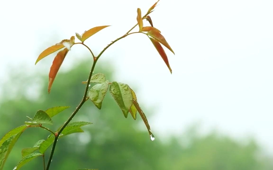 [图]养生音乐｜精选太极站桩纯乐《蝶花飞舞》｜养心解乏，满满幸福感