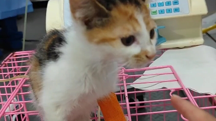 [图]捡来的小猫猫瘟治疗成功出院啦