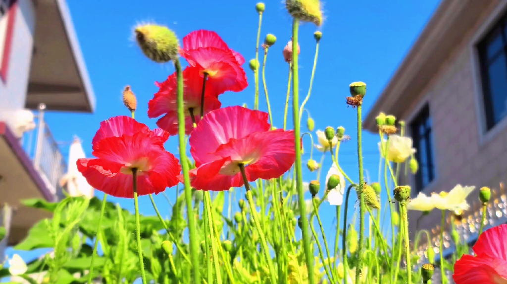 下午三点的月亮