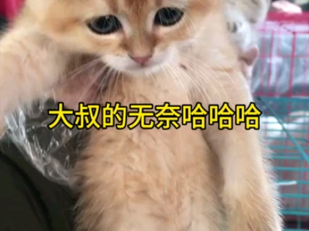 【小源淘猫店】我的最新作品,快来一睹为快!哔哩哔哩bilibili