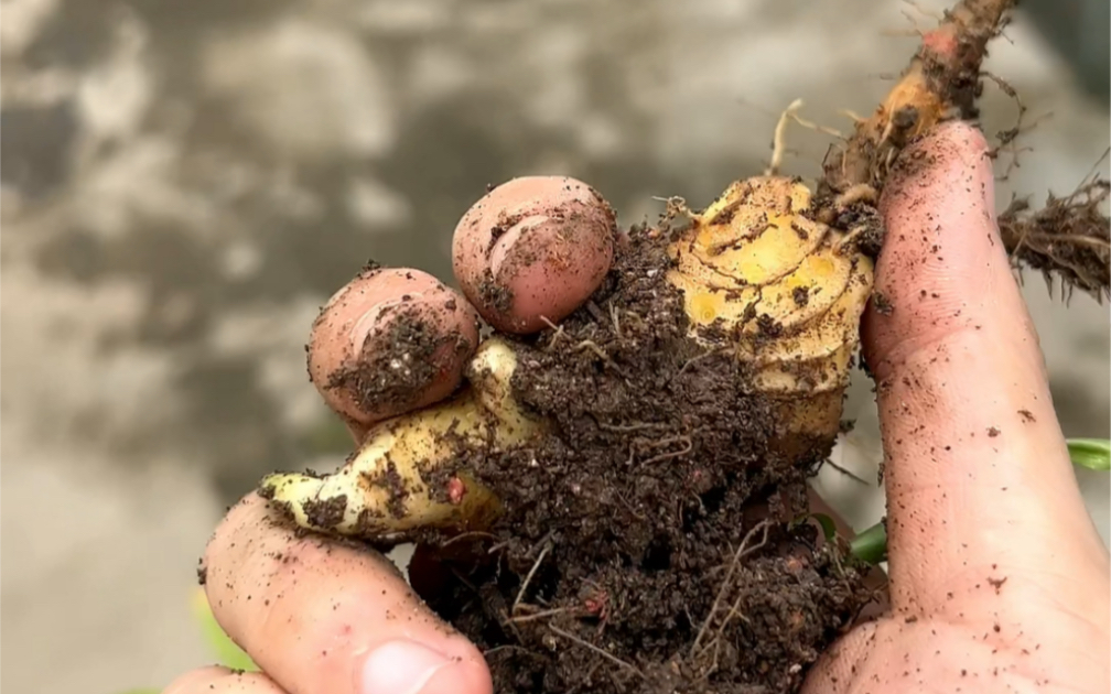 种了半年的沙姜,终于派上用场
