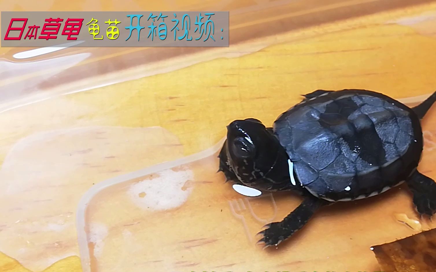 日本草苗开箱 #中华草龟#草龟_哔哩哔哩_bilibili