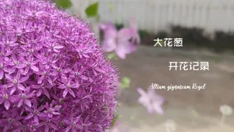 这种 洋葱 开花是蓝紫色的大花球 像大号棒棒糖一样 哔哩哔哩 Bilibili