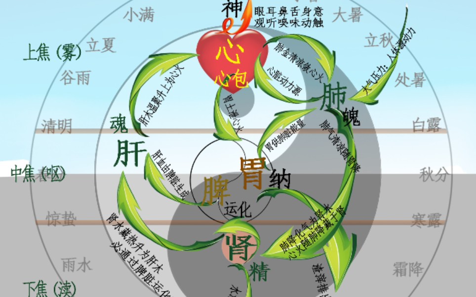 阴虚:心肾相交&产生的原因