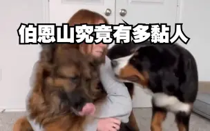 Download Video: 一个视频告诉你伯恩山犬究竟有多黏人