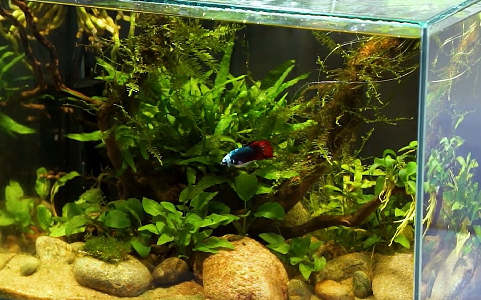 水草生态缸斗鱼生态缸造景过程重点是水培兰花