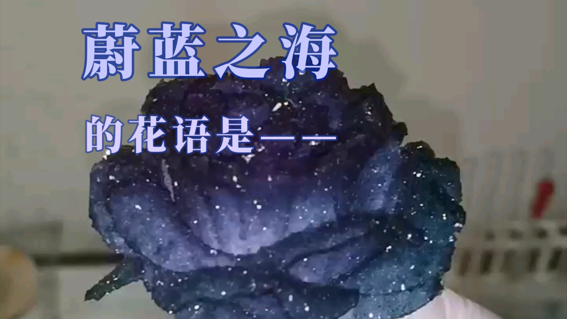 蔚蓝之海的花语是哔哩哔哩bilibili