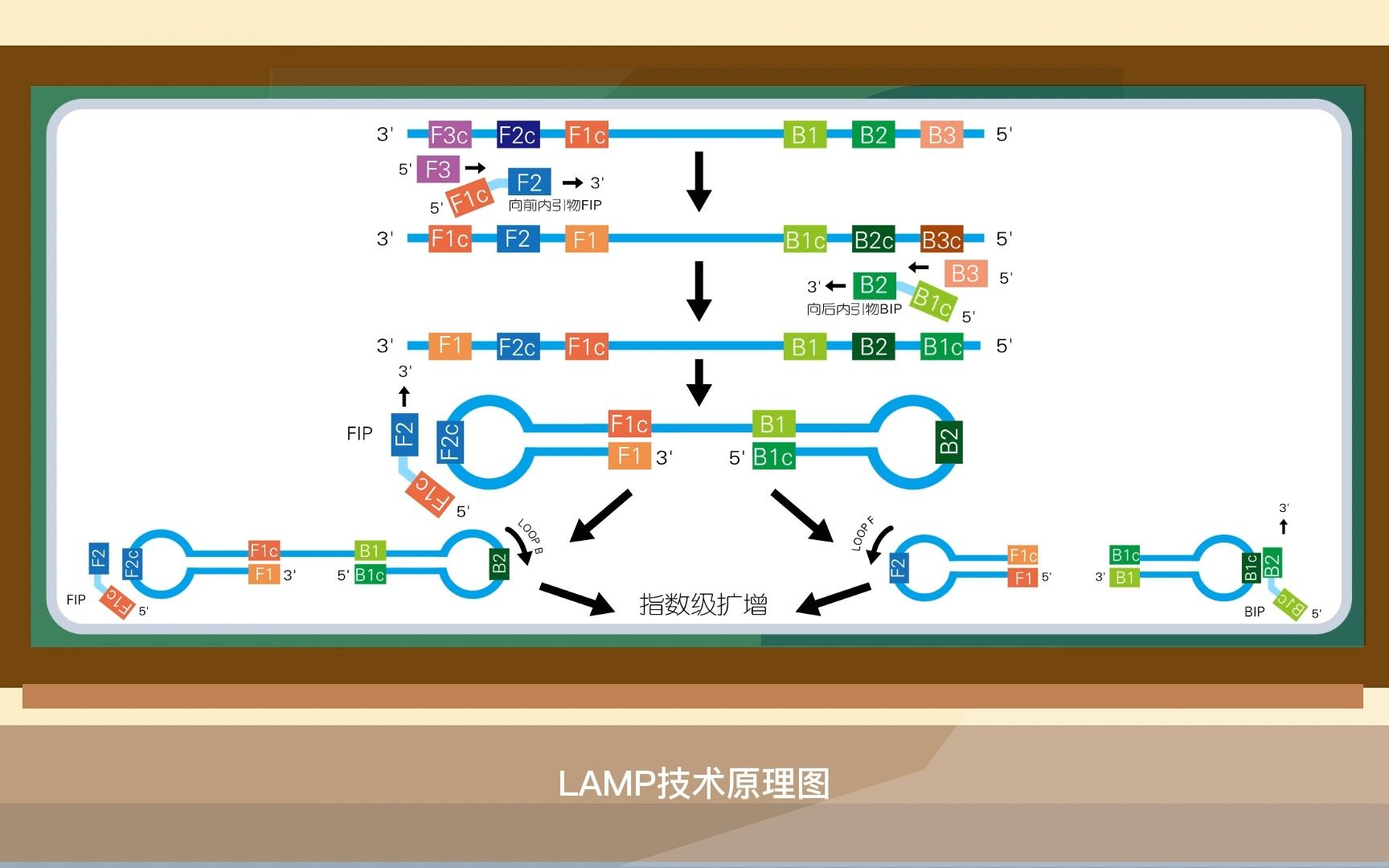 PCR、LAMP、RPA核酸扩增技术的比较哔哩哔哩bilibili