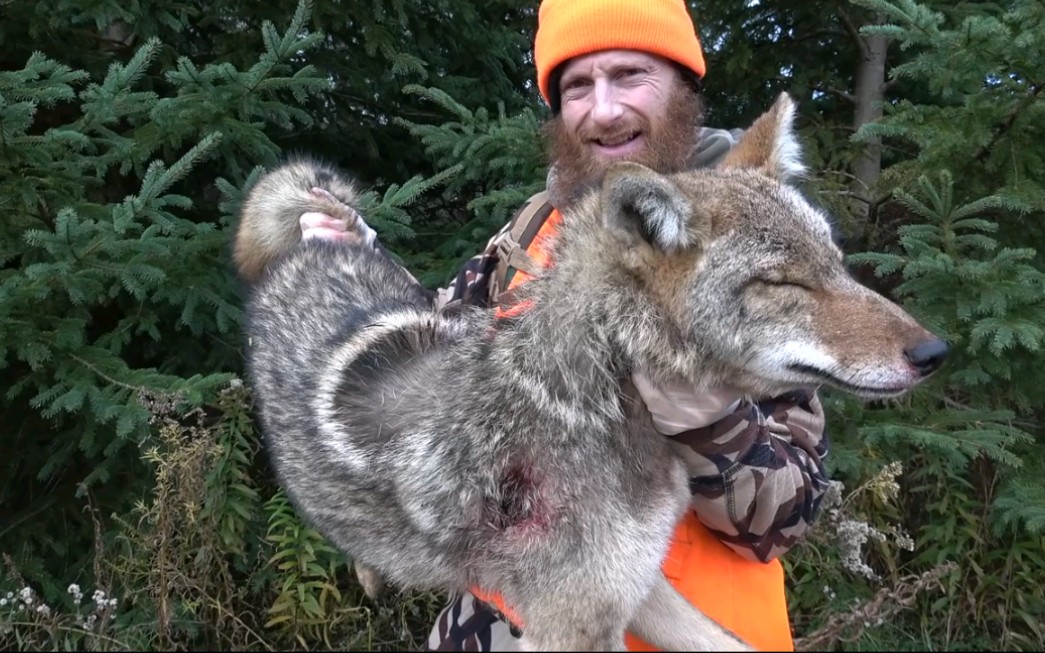 森林胡子哥—野外生存捕杀森林狼_哔哩哔哩_bilibili