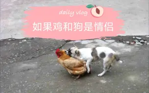 Download Video: 如果鸡和狗是情侣，那场面一定是这样的