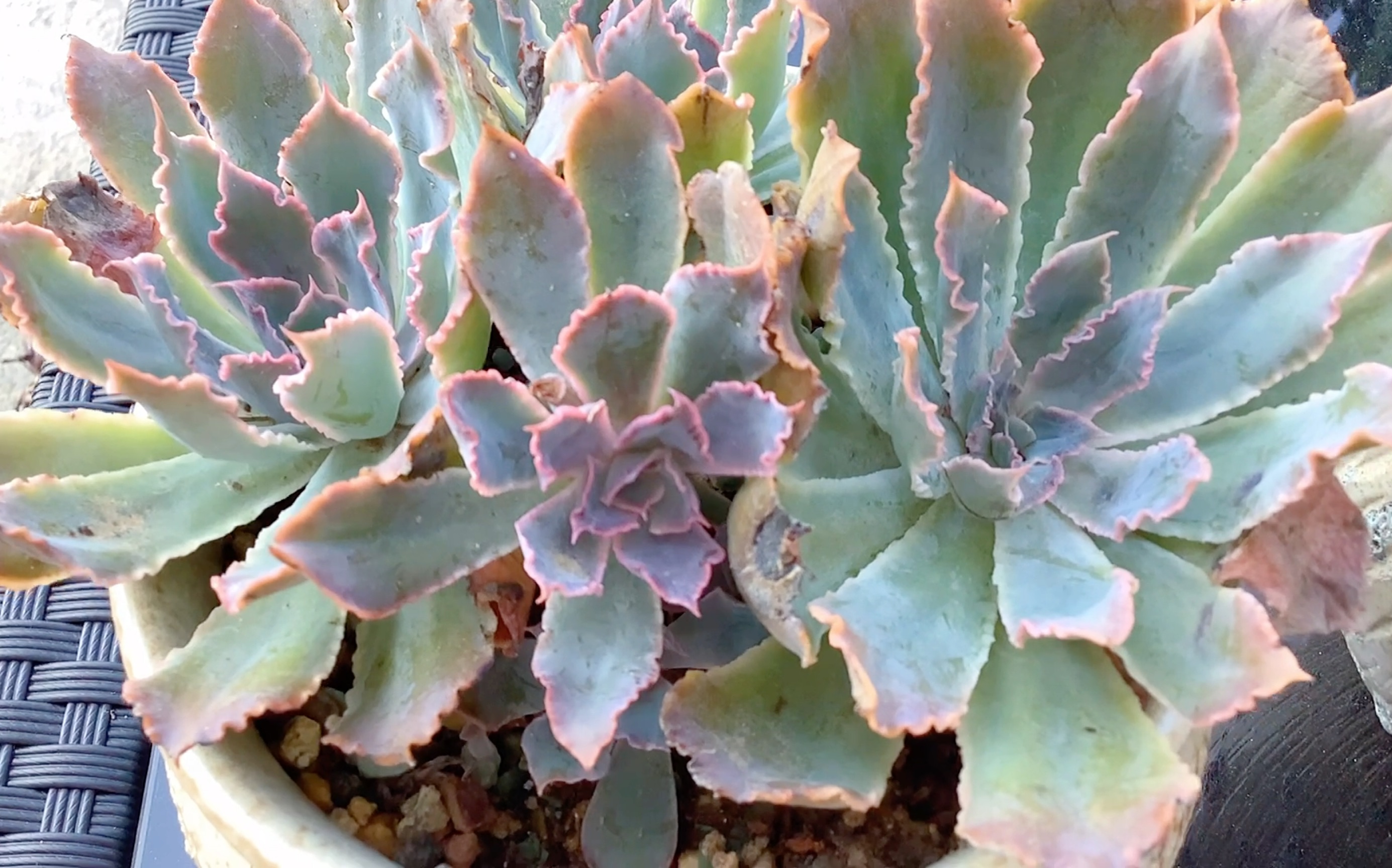 冒着高温买回来的薄叶系多肉,挂了是常态,不放弃,接着买.