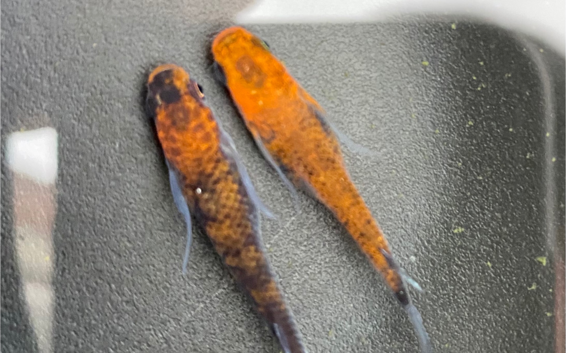 观背青鳉长鳍华莲