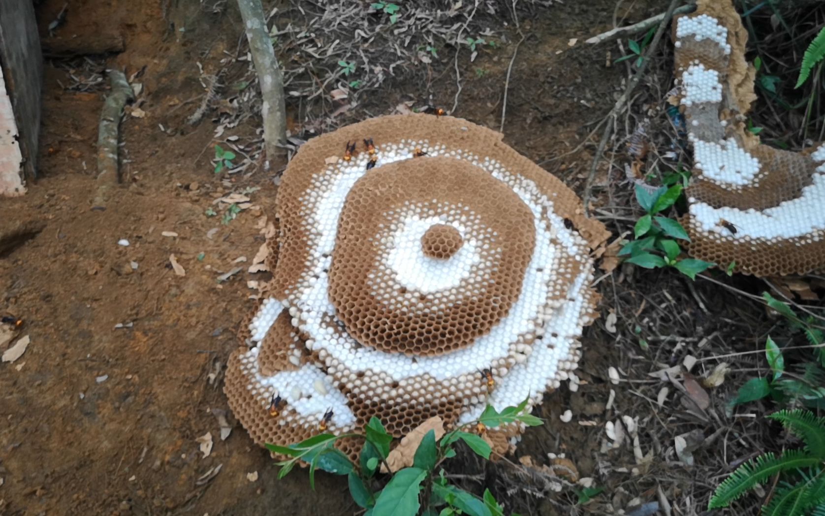 胡蜂养殖红娘被别人放蜂标,本来想留做蜂种的蜂窝也只能挖了_哔哩哔哩