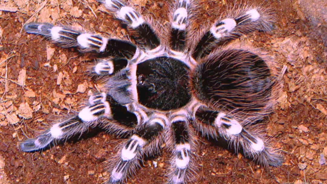 【捕鸟蛛】巴西白膝头蜕变ing_哔哩哔哩 (゜-゜)つロ 干杯~-bilibili