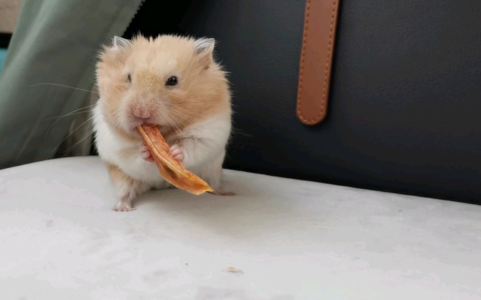 【金丝熊】吃地瓜干,装的下世界就是我的!