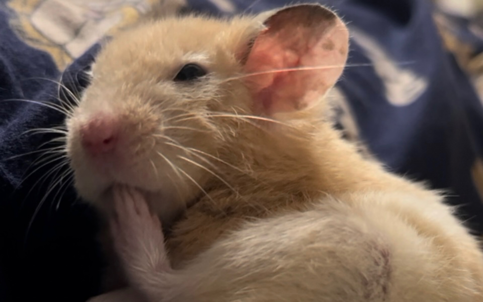 我和我的巨蛋兄弟41—单身生活(慎入)_哔哩哔哩_bilibili