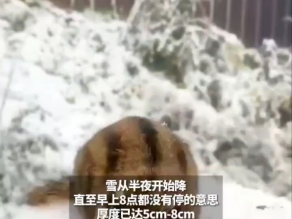 成都这里下雪啦! #第一场雪如期而至 #下雪了哔哩哔哩bilibili