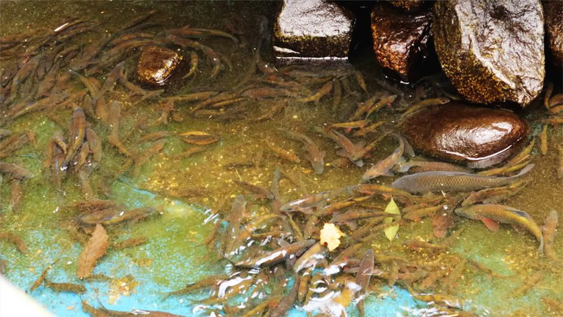 利用黑光灯诱虫养溪石斑,持续了整整1年,今天清池看下鱼咋样了