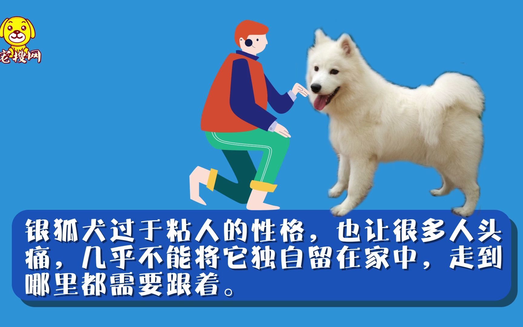 银狐犬的缺点哔哩哔哩bilibili