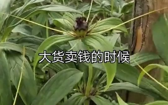 [图]【新农人】七叶一枝花很多人就是种这个亏得一无所有，很多人又是种这个发家致富